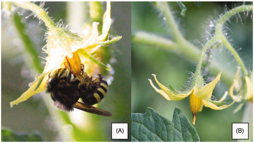 Бразильські бджоли, що не мають жала, підвищують урожайність полуниці та томатів на 20%