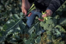 У Швеції запускають переробку листя броколі для зменшення відходів