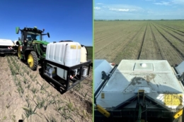 Інтелектуальний обприскувач заощадив на цибулі 50% гербіцидів