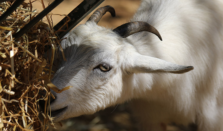 Як баланс мікроелементів і мінералів впливає на здоров’я кіз