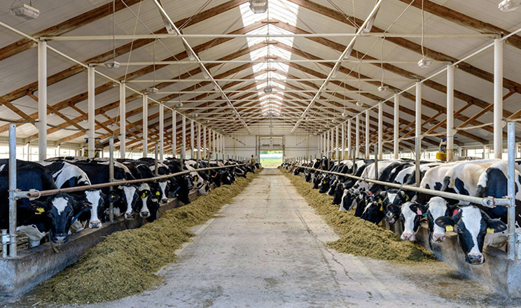 Сучасні підходи до оптимізації годівлі та підтримання здоров’я рубця