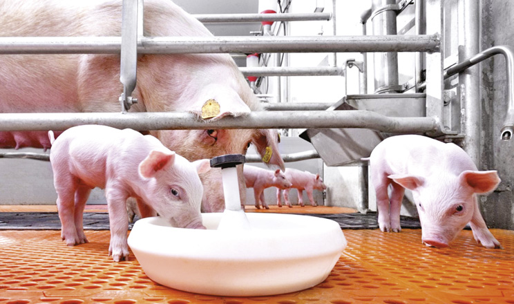 Біохімічні маркери