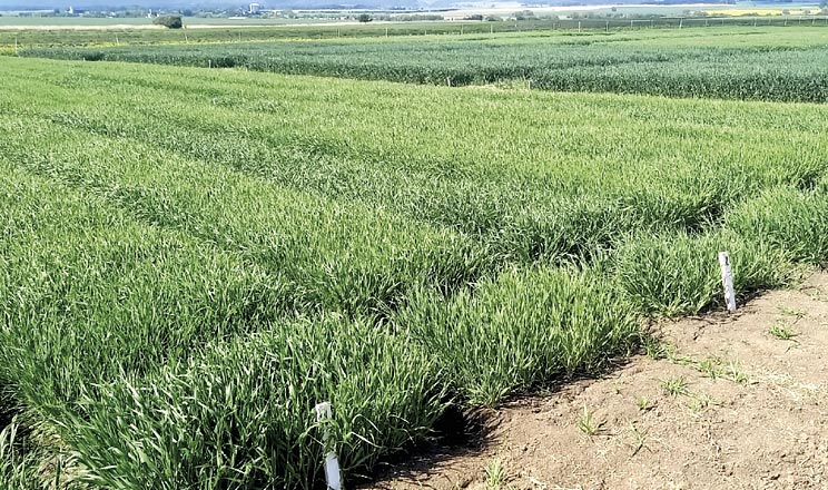 Повноцінний елемент системи