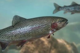 Встигніть зареєструватися на форум «Аквакультура по-українськи»