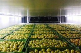 Виробники отримають гранти до 20 млн грн на будівництво овоче- та фруктосховищ
