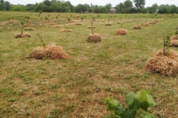 Приморозки майже не впливають на урожайність фундука