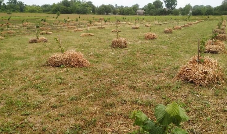 Приморозки майже не впливають на урожайність фундука