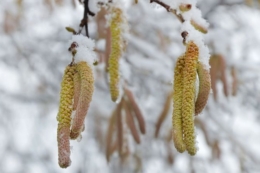Сніг і невеликі морози – найкращі умови для фундука, у тому числі італійського