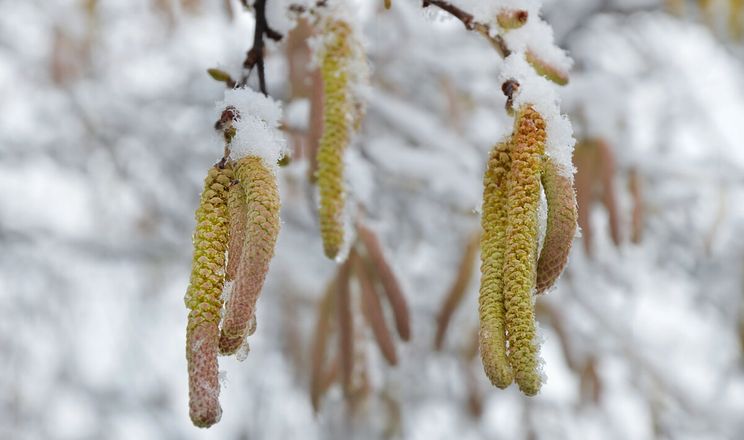 Сніг і невеликі морози – найкращі умови для фундука, у тому числі італійського