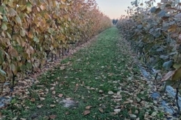 Американська селекція та шпалерна технологія дають урожай фундука 5 т/га