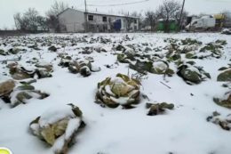 Болгарський фермер переоре 50 тонн капусти через низькі ціни