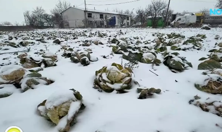 Болгарський фермер переоре 50 тонн капусти через низькі ціни