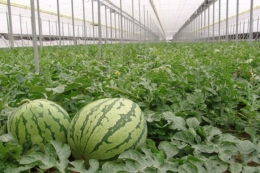 Електростатичні гармати та дрони рятують урожай, коли бджоли «страйкують»