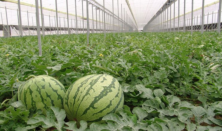 Електростатичні гармати та дрони рятують урожай, коли бджоли «страйкують»