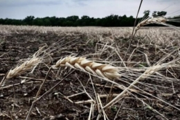 Аграрії з прифронтових територій отримуватимуть погектарну компенсацію за пошкоджені посіви