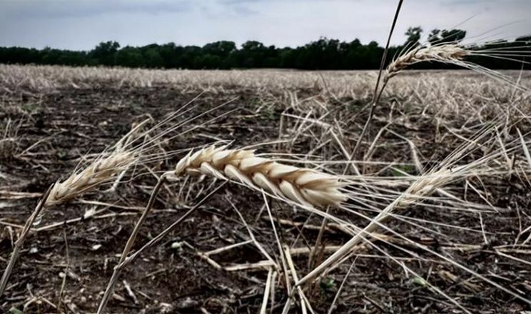 Аграрії з прифронтових територій отримуватимуть погектарну компенсацію за пошкоджені посіви