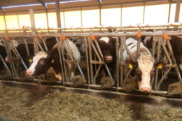 На Львівщині відкрили нову тваринницьку ферму