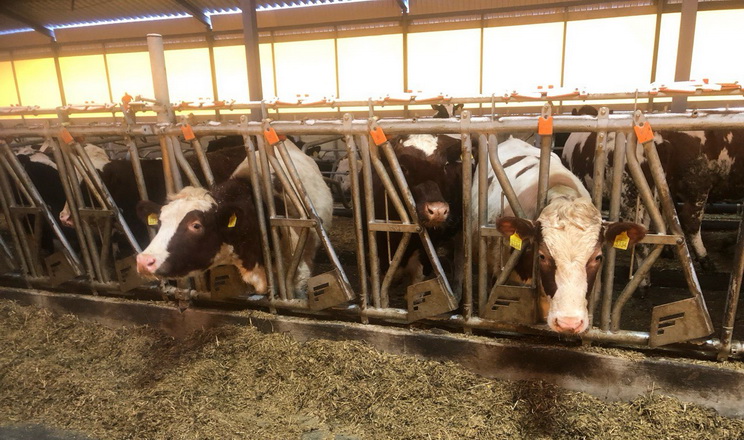 На Львівщині відкрили нову тваринницьку ферму