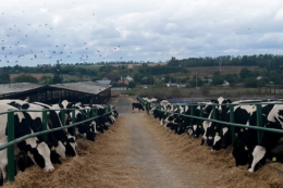 «Сігнет-Мілк» підвищив показники жиру й білка в молоці