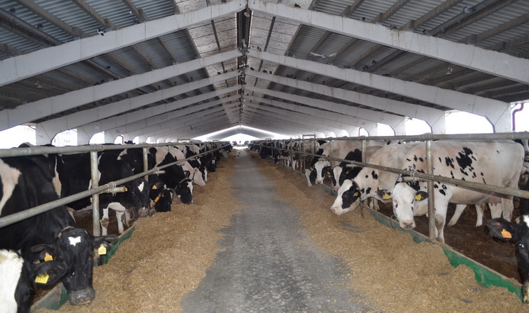 Хмельницьке господарство отримало статус племінного репродуктора ВРХ