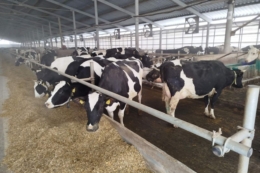 Модель розвитку «Велес Віта»: стрімке зростання поголів'я ВРХ, технології та 100% ідентифікація