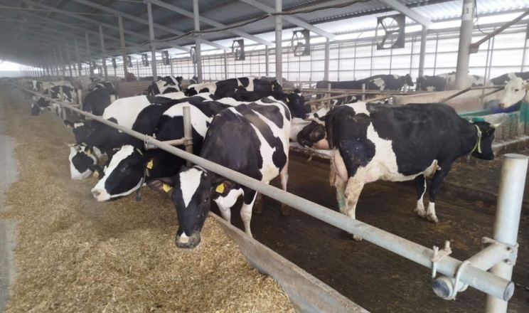 Модель розвитку «Велес Віта»: стрімке зростання поголів'я ВРХ, технології та 100% ідентифікація