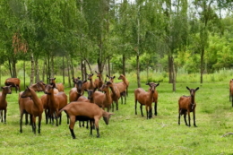 Годувати кіз комбікормом для корів ‒ не вихід