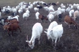 Козівництво в Україні не вважають серйозним бізнесом, ‒ думка