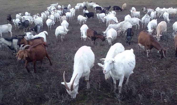 Козівництво в Україні не вважають серйозним бізнесом, ‒ думка