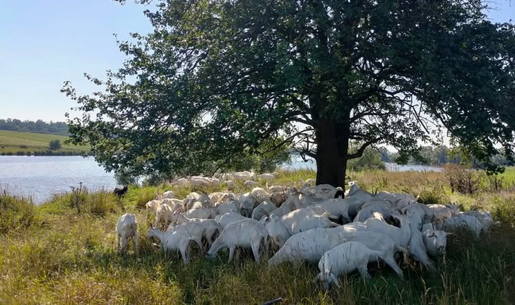 Блутанг має сезонний характер
