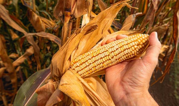 Як виявити червону гниль качанів кукурудзи на ранніх стадіях