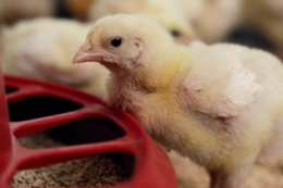 Yednist’ Group залучає $17 млн на розвиток бізнесу