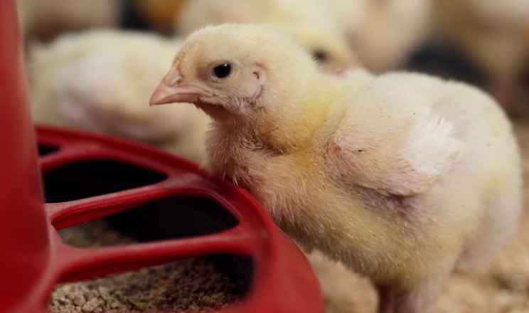 Yednist’ Group залучає $17 млн на розвиток бізнесу