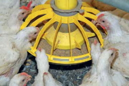 За яких умов Україна може виробляти до 4 млн тонн високопротеїнового соняшникового концентрату на рік