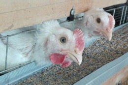 Чим загрожує птиці низька якість гранули в кормі