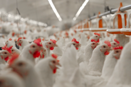 МХП суттєво модернізував контроль доступу на птахофабриках