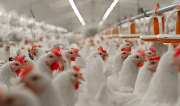 МХП суттєво модернізував контроль доступу на птахофабриках