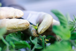 ШІ прискорить створення нових сортів рослин у Вагенінгензькому університеті