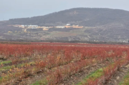 На Закарпатті у лютому стартує сезон догляду за лохиною