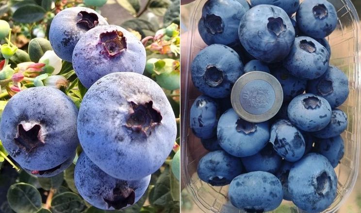 Марокканську лохину залишають на внутрішньому ринку&nbsp;