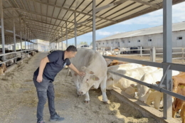 Тваринництво забезпечує «Ратнівському аграрію» прибуток до 30 грн/кг