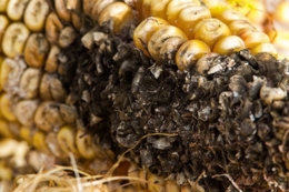 Чим небезпечний нігроспороз кукурудзи і як виявити хворобу