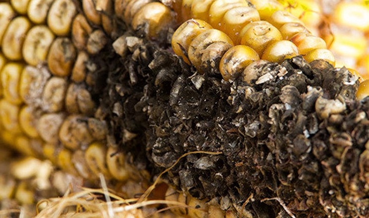 Чим небезпечний нігроспороз кукурудзи і як виявити хворобу