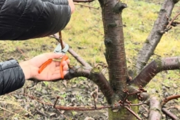 Собівартість обрізування вишні удвічі вища, ніж яблуні