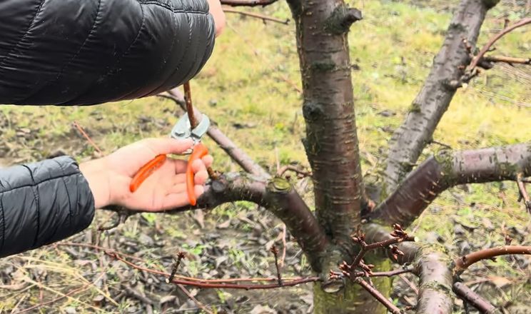 Собівартість обрізування вишні удвічі вища, ніж яблуні