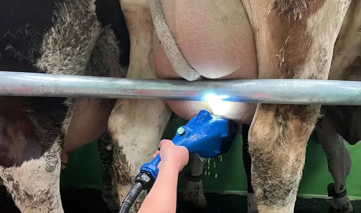 За автоматизованого очищення дійок корів пришвидшується процес доїння