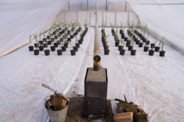 На Херсонщині у теплицю висадили саджанці оливкових дерев&nbsp;