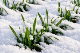 Шар пухкого снігу на Черкащині захищає озимі від морозів