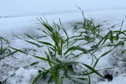 Перезимівля озимих в «АГРОТРЕЙД» проходить добре