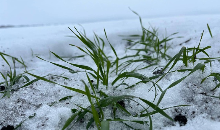 Перезимівля озимих в «АГРОТРЕЙД» проходить добре